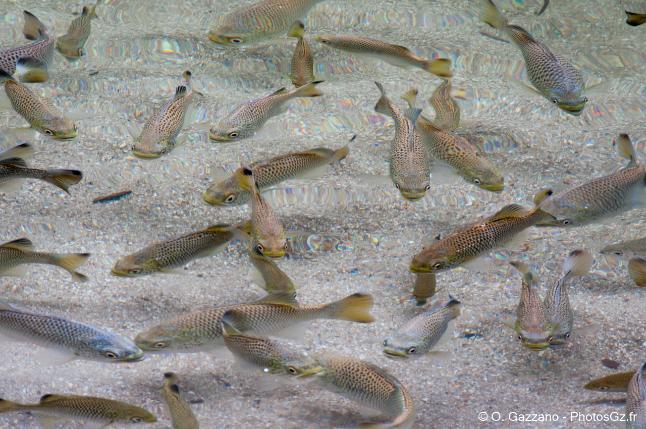 Fish in an tropical river